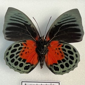 Entomological box- Agrias...