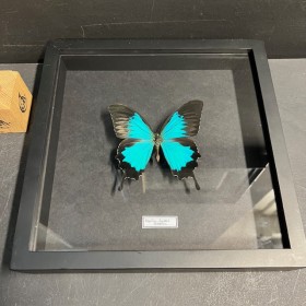 Cadre papillon Papilio Ulysses