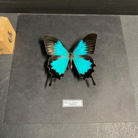 Entomological frame - Papilio Ulysses