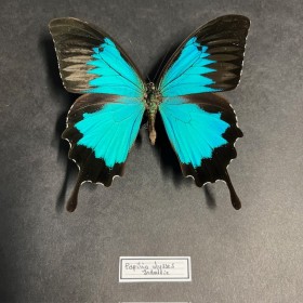 Cadre papillon Papilio Ulysses