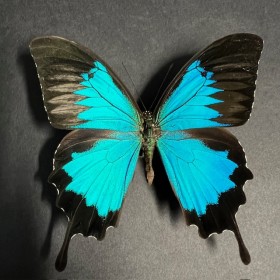 Cadre papillon Papilio Ulysses