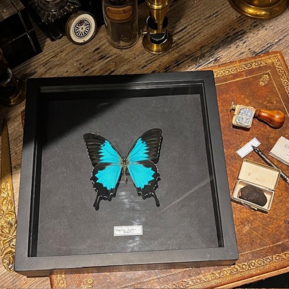 Cadre papillon Papilio Ulysses