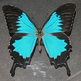 Cadre papillon Papilio Ulysses