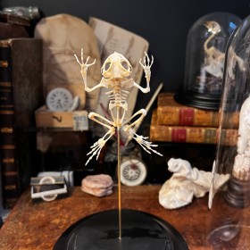 Tree frog skeleton - Rhacophorus reinwardtii - Flying frog under glass