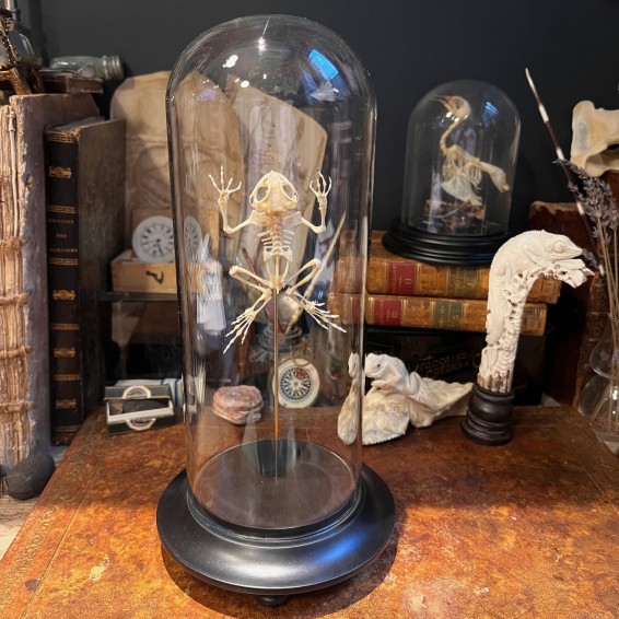 Tree frog skeleton - Rhacophorus reinwardtii - Flying frog under glass