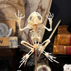 Squelette de Grenouille arboricole volante- Rhacophorus reinwardtii