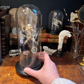 Tree frog skeleton - Rhacophorus reinwardtii - Flying frog under glass