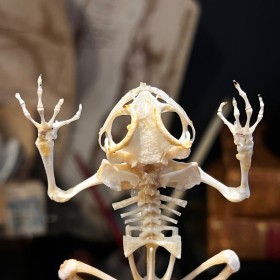 Squelette de Grenouille arboricole volante- Rhacophorus reinwardtii