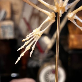 Squelette de Grenouille arboricole volante- Rhacophorus reinwardtii