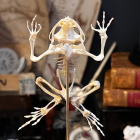 Tree frog skeleton - Rhacophorus reinwardtii - Flying frog under glass