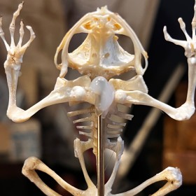 Tree frog skeleton - Rhacophorus reinwardtii - Flying frog under glass