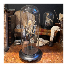 Squelette de Grenouille arboricole volante- Rhacophorus reinwardtii