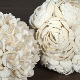 Sphère de coquillages Anadara granosa