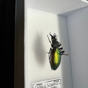 Entomological box - Scarab beetle Carabus hispanus