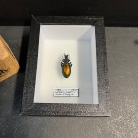 Scarabée Carabus hispanus - Carabe d'Ispagnac- Boite entomologique