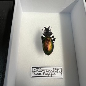 Entomological box - Scarab beetle Carabus hispanus