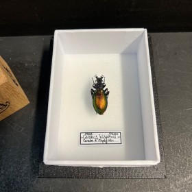 Entomological box - Scarab beetle Carabus hispanus