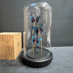 Necyria duellona butterflies - Butterfly bell