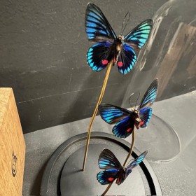 Necyria duellona butterflies - Butterfly bell