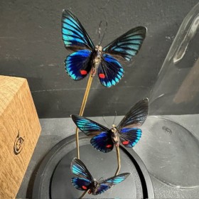 Necyria duellona butterflies - Butterfly bell