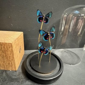 Necyria duellona butterflies - Butterfly bell