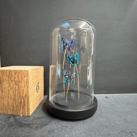 Ancyluris Aulestes butterflies - Butterfly bell