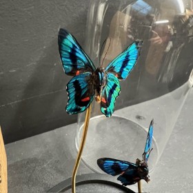 3 papillons Ancyluris Aulestes - Cloche à papillon