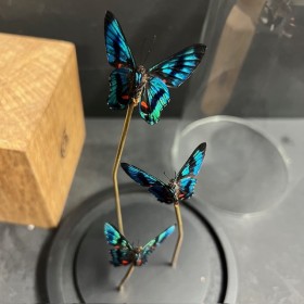 3 papillons Ancyluris Aulestes - Cloche à papillon