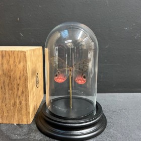 Blushing Phantom - Cithaerias merolina butterfly under glass bell
