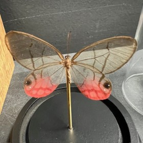 Papillon Fantôme rougissant - Cithaerias merolina sous Cloche
