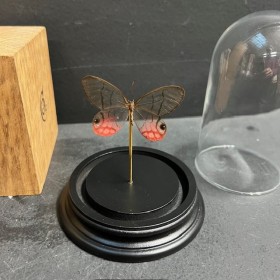 Blushing Phantom - Cithaerias merolina butterfly under glass bell
