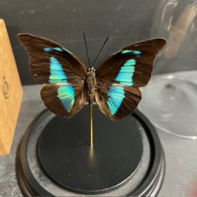 Papillon Archaeoprepona demophon sous Cloche