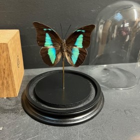 Papillon Archaeoprepona demophon sous Cloche