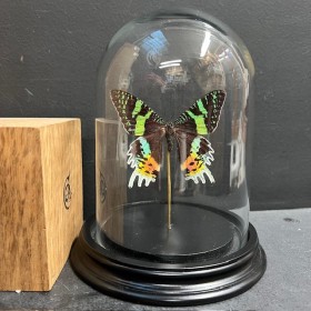 Chrysiridia rhipheus butterfly under glass bell