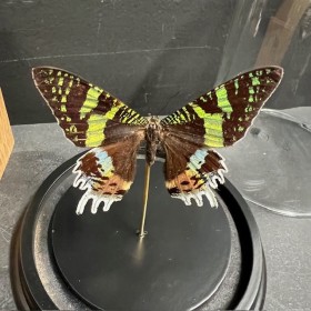 Chrysiridia rhipheus butterfly under glass bell