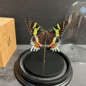 Papillon Chrysiridia rhipheus - Papillon du soleil couchant