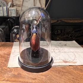 Carabus hispanus - Beetle under mini plastic globe