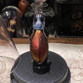 Carabus hispanus  - Scarabée -Coléoptère sous mini globe plastique