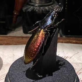 Carabus hispanus - Beetle under mini plastic globe