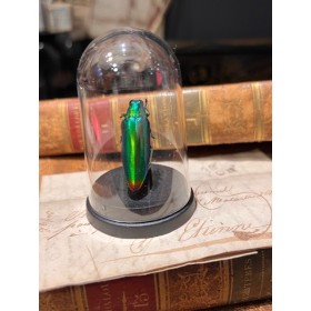 Chrysochroa rajah - Beetle under mini plastic globe