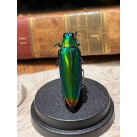 Chrysochroa rajah - Beetle under mini plastic globe
