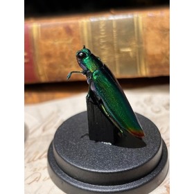 Chrysochroa rajah - Beetle under mini plastic globe