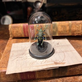Eupholus schoenherri - Beetle under mini plastic globe