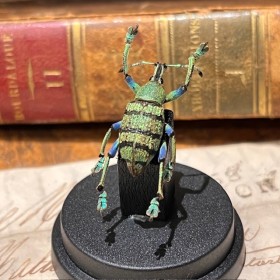 Eupholus schoenherri - Beetle under mini plastic globe