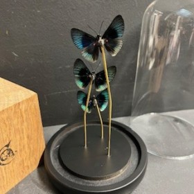 3 papillons Lyropteryx apollonia - Cloche à papillon