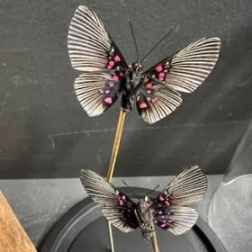 Lyropteryx apollonia butterflies - Butterfly bell