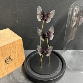 3 papillons Lyropteryx apollonia - Cloche à papillon