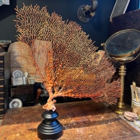 Orange lace sea fan on a...