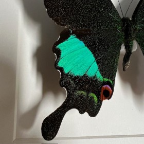 Entomologic white Frame - Papilio Karna butterfly