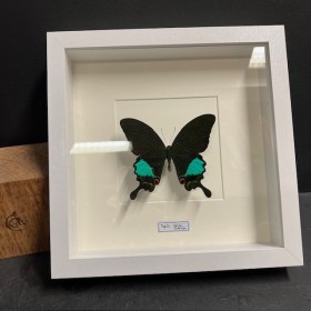 Papillon Papilio Karna - Cadre entomologique BLANC